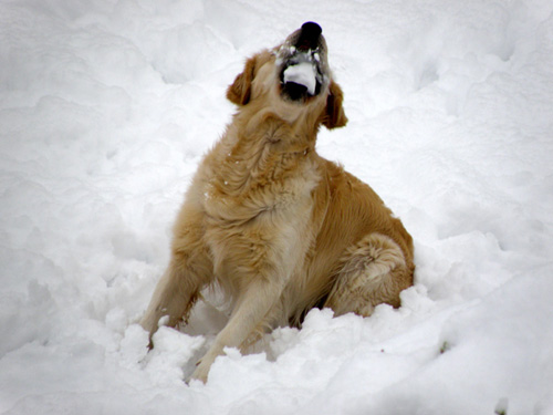 Mal probieren wie Schnee schmeckt ...